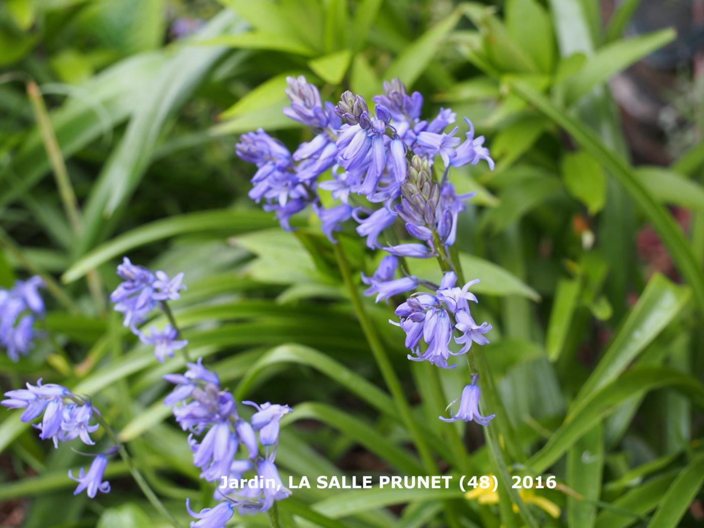Bluebell plant